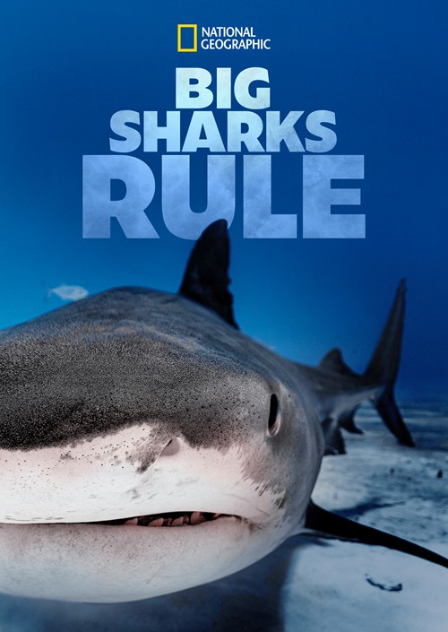 [4K蓝光][大鲨鱼统治 Big Sharks Rule][全01集][英语中字]