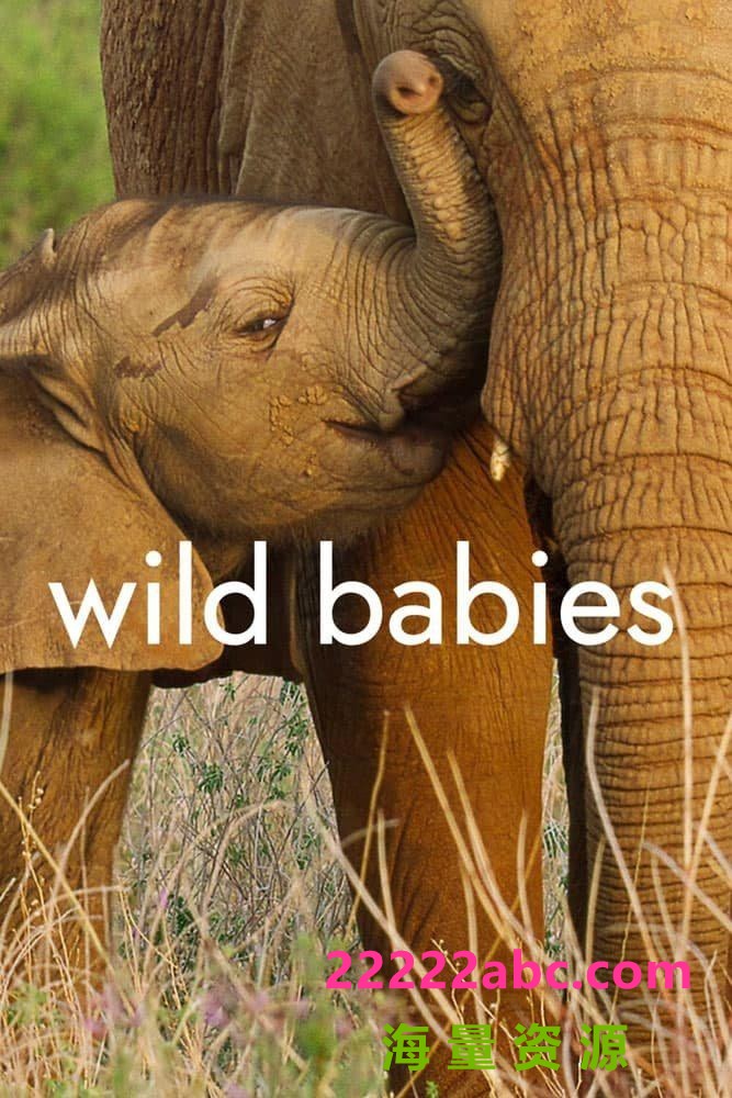 [4K蓝光][野生动物宝宝 Wild Babies 第一季][全08集][英语中字]